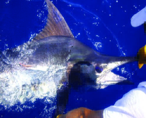 A São Nicolau, pêche de 4 ou 8 heures, de poissons tels marlins, wahoos ou thons, à bord d'un bateau de 9,30 mètres