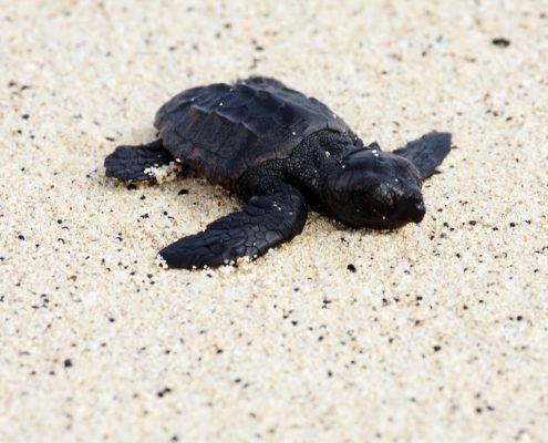 Le Cap Vert est la troisième plus grande réserve au monde pour la préservation des tortues marines. L’archipel compte 2 centres de reproduction, l’un sur l’île de Sal et l’autre sur l’île de Boavista.